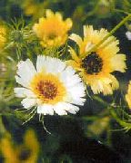 жовтий Квітка Тольпіс Бородатий (Tolpis barbata) фото