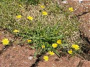 sarı çiçek Pembe Şahin Sakal, Hawksbeard (Crepis) fotoğraf