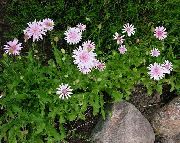 рожевий Квітка Скерда (Crepis) фото