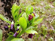 burgunder Blomst European Scopolia, Russisk Belladonna  bilde
