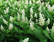 beyaz çiçek Kanada Mayflower, Vadi Yanlış Zambak (Smilacina, Maianthemum  canadense) fotoğraf