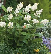 biela Kvetina Kanady Mayflower, False Konvalinka (Smilacina, Maianthemum  canadense) fotografie