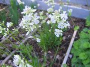 alb Floare Trandafir Din Cer (Viscaria, Silene coeli-rosa) fotografie