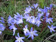 lyse blå Blomst Herlighet Av Snøen (Chionodoxa) bilde