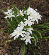 bianco Fiore Gloria Della Neve (Chionodoxa) foto