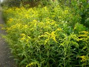 żółty Kwiat Solidago (Złoty Pręt, Nawłoć)  zdjęcie