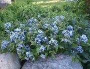 ღია ლურჯი ყვავილების ლურჯი Dogbane (Amsonia tabernaemontana) ფოტო