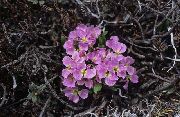 粉红色 花 莲，laubachia (Solms-Laubachia) 照片
