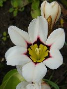 alb  Produsului Sparaxis, Floare Arlechin  fotografie