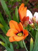 oranssi  Sparaxis, Harlekiini Kukka  kuva