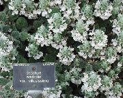 balts Zieds Big Betoniku Sārmene (Stachys) foto