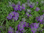 violet Floare Vindecea Mare (Stachys) fotografie