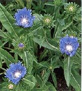 gaiši zils Zieds Rudzupuķu Aster, Stokes Aster (Stokesia) foto