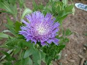 lilas Fleur Bleuet Aster, Aster Attise (Stokesia) photo