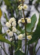hvit Blomst Hawaii Pilspiss, Japanese Pilspiss (Sagittaria) bilde