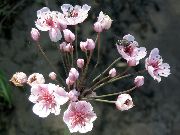 rosa  Blommande Rusa (Butomus) foto