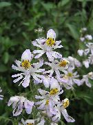 biały Kwiat Schizanthus (Shizantus)  zdjęcie