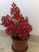 红  穷人的兰花，蝴蝶花 (Schizanthus) 照片