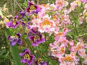 ružový Kvetina Chudák Je Orchidea, Motýľ Kvet (Schizanthus) fotografie