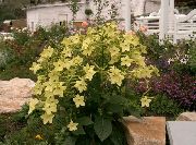 dzeltens Zieds Ziedošs Tabaka (Nicotiana) foto
