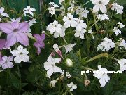 ホワイト フラワー 開花タバコ (Nicotiana) フォト