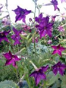 紫  开花烟草 (Nicotiana) 照片