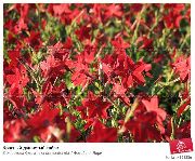 црвен  Цветање Дуван (Nicotiana) фотографија