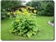 garden flowers yellow Telekia, Yellow Oxeye, Heartleaf Oxeye Telekia speciosa photos, description, cultivation and planting, care and watering