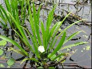 vit Blomma Vatten Aloe, Vatten Soldat, Krabba Klo (Stratiotes aloides) foto