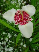 bianco  Il Fiore Della Tigre, Fiore Shell Messicano (Tigridia pavonia) foto