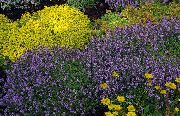 halványlila Virág Kerti Kakukkfű, Angol Kakukkfű, Közös Kakukkfű (Thymus) fénykép