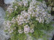 白  花园百里香，英国百里香，共同百里香 (Thymus) 照片