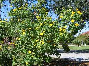 giallo Fiore Albero Girasole, Albero Calendula, Girasole Selvatico, Girasole Messicano (Tithonia) foto