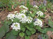 weiß Blume Kaukasischen Cent Kresse (Pachyphragma macrophyllum, Thlaspi macrophyllum) foto