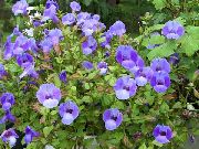 ライトブルー フラワー ピエロ花、ウィッシュボーンの花 (Torenia) フォト