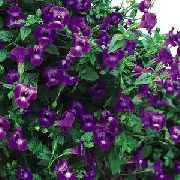 紫  小丑花，叉花 (Torenia) 照片