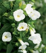 hvit  Klovn Blomst, Wishbone Blomst (Torenia) bilde