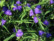 blå Blomst Virginia Spiderwort, Dame Tårer (Tradescantia virginiana) foto