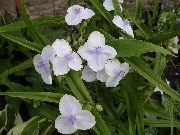 bianco Fiore Virginia Spiderwort, Le Lacrime Della Signora (Tradescantia virginiana) foto