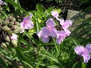 pembe çiçek Virginia Spiderwort, Bayan Gözyaşları (Tradescantia virginiana) fotoğraf