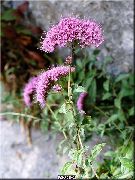 roz Floare Throatwort (Trachelium) fotografie