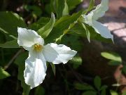bijela  Trillium, Wakerobin, Tri Cvijeta, Birthroot  foto