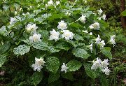 balts Zieds Trillium, Sīkā Trillija, Tri Ziedu, Birthroot  foto