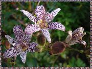halványlila Virág Varangy Liliom (Tricyrtis) fénykép