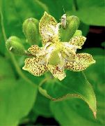 жут Цвет Жаба Лили (Tricyrtis) фотографија