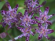 purpurowy Kwiat Tricyrtis  zdjęcie