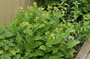 galben Floare Broasca Crin (Tricyrtis) fotografie