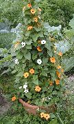 pomarańczowy Kwiat Thunberg (Thunbergia alata) zdjęcie