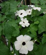 λευκό λουλούδι Μαύρο Μάτι Susan (Thunbergia alata) φωτογραφία