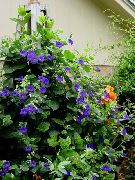 modrý Květina Monokl Susan (Thunbergia alata) fotografie
